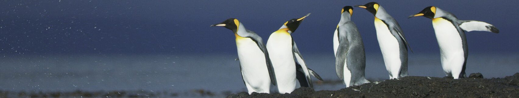 D3D & GSF ANNOUNCE 2026 FILM SLATE